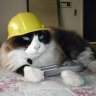 kittyworker