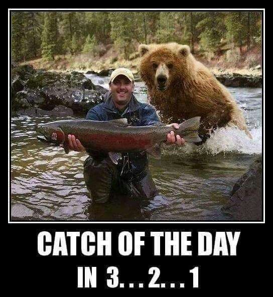 2651bd8adf434508f1a6da4a3ff004e3--funny-bears-fly-fishing.jpg