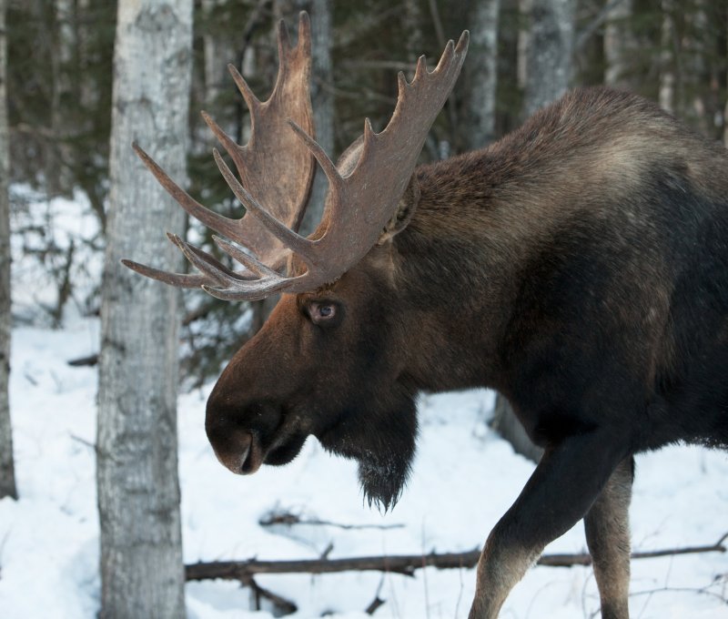 Loose-moose-leads-Canadian-police-to-stolen-car.jpg